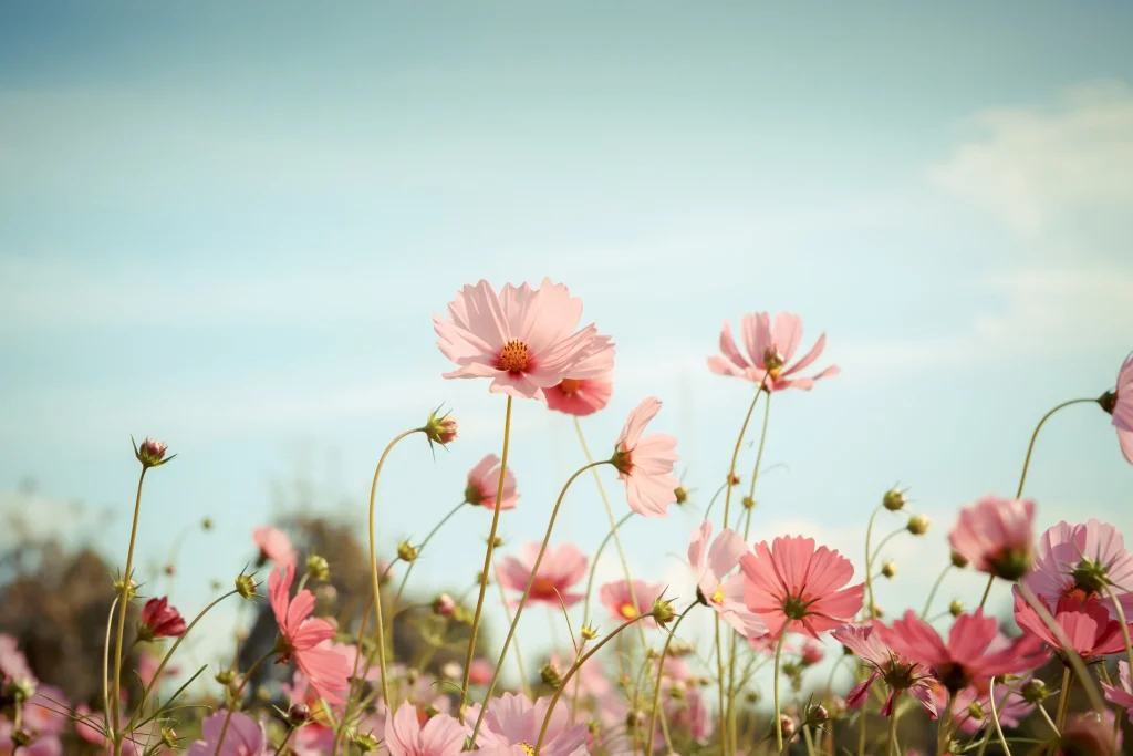 Guía de las flores